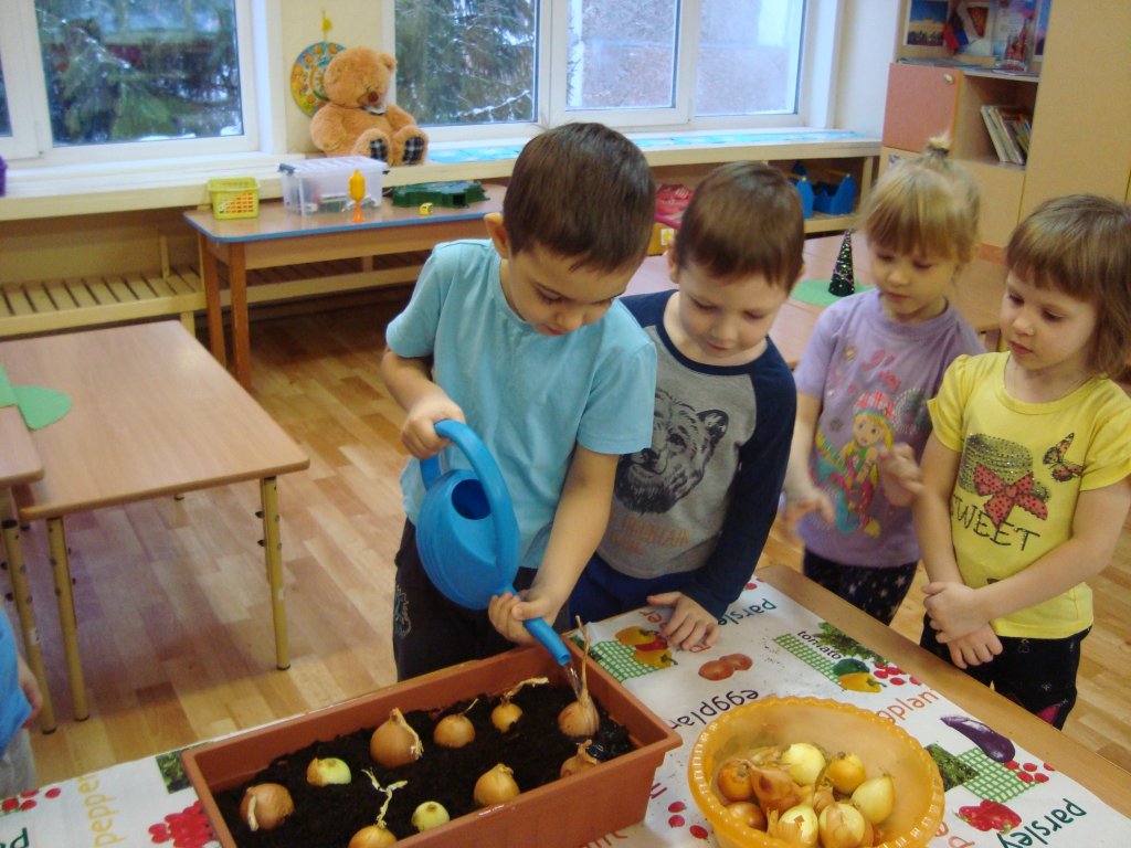 Сажаем лук в детском саду